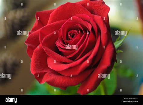 Dettaglio di una rosa rossa