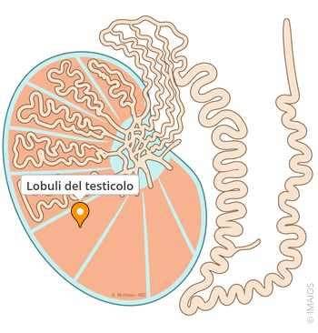 Struttura del seno e localizzazione dei dotti e lobuli