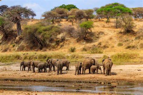 Animali selvatici in un parco nazionale della Tanzania durante la stagione secca