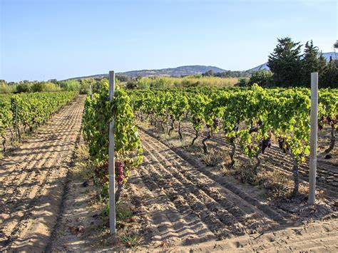 Cantina con vigneti