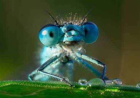 Occhi di libellula