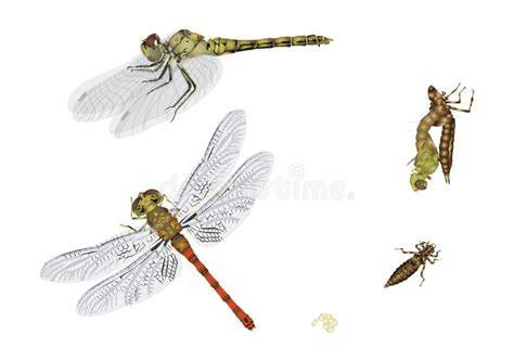 Ciclo vitale della libellula